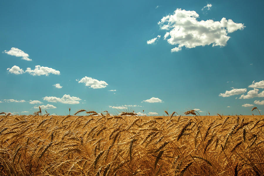 Cereal Photograph - Amber Waves of Grain by Todd Klassy