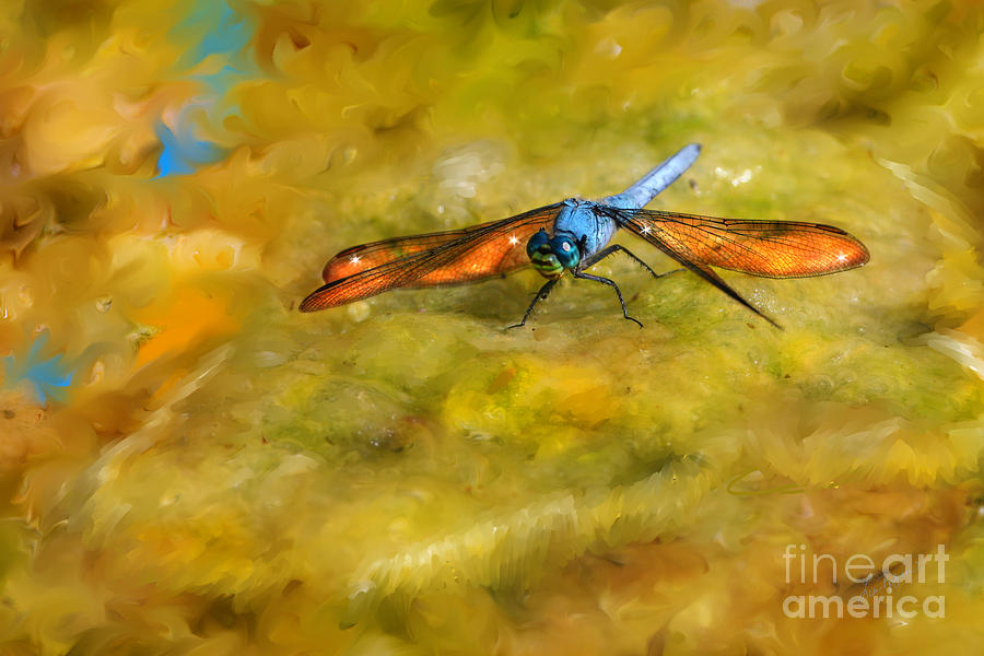 Amber Wing Dragonfly Digital Art by Lisa Redfern