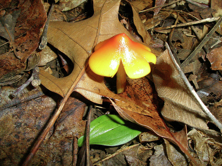 Amberina Mushroom - Tiny Jewel in the Forest Photograph by Carol Senske