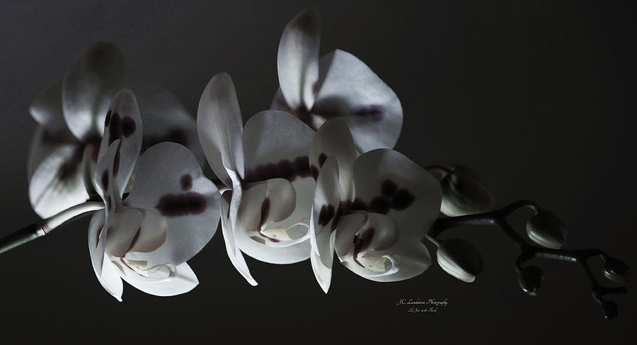 Ambient Orchid Cluster Photograph by Jeanette C Landstrom