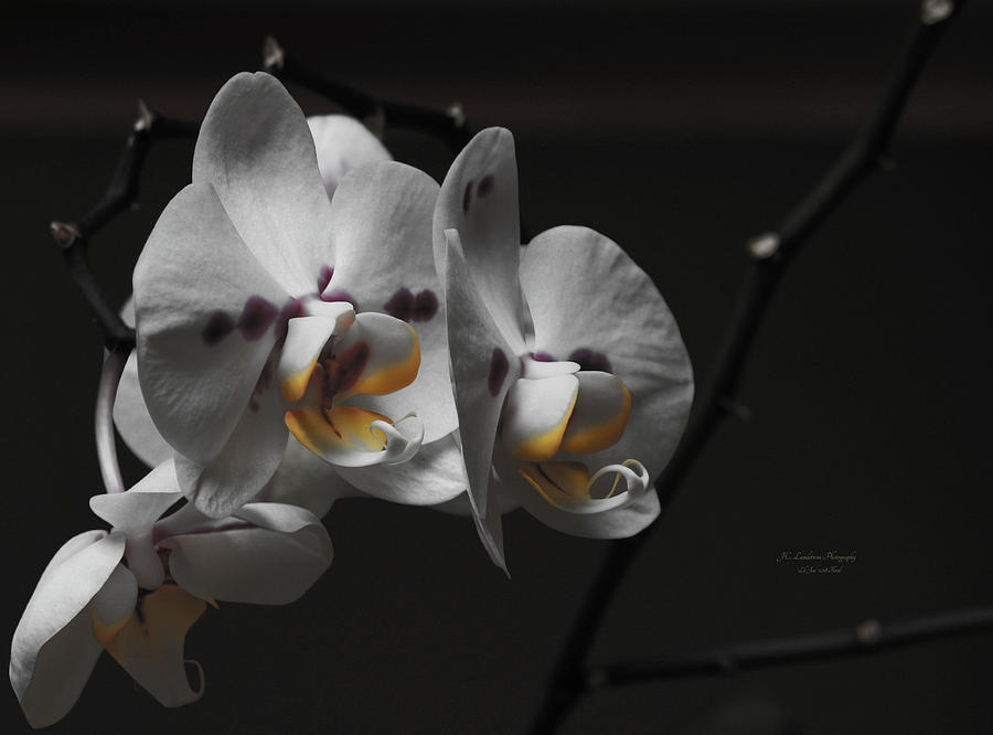 Orchid Photograph - Ambient Orchids by Jeanette C Landstrom