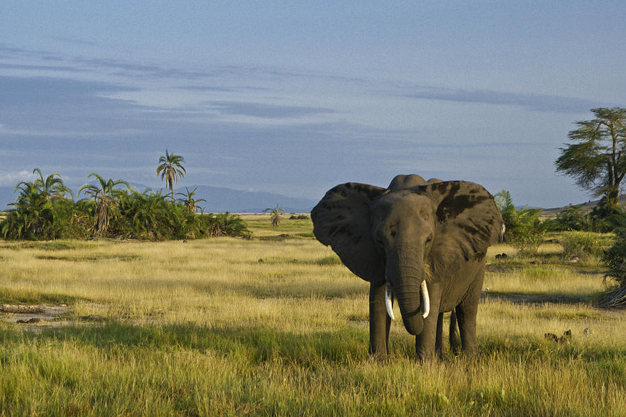 Amboseli Elephant Photograph by Michele Burgess