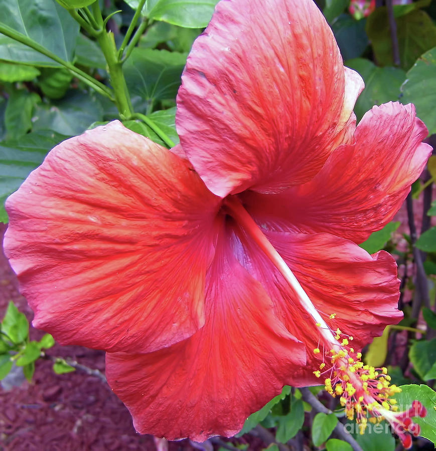 Amelia Island Hibiscus  Photograph by D Hackett