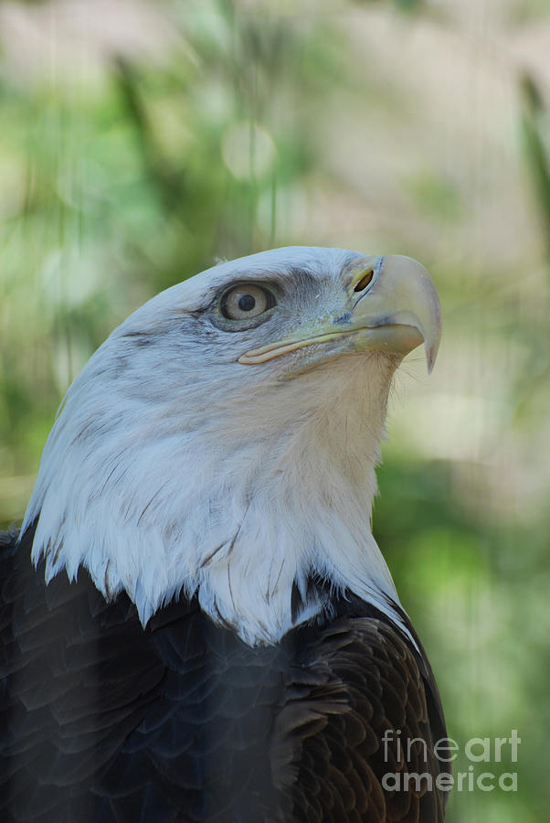 Amercan Bald Eagle  Photograph by DejaVu Designs