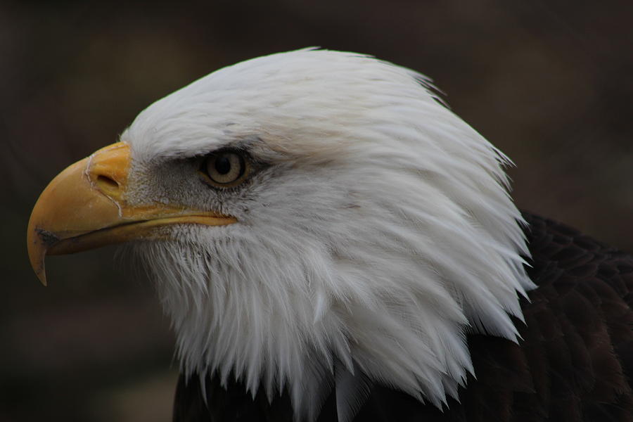 America Bald Eagle Profile Photograph