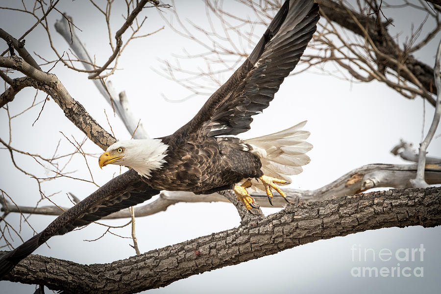 America Bald Eagle taking flight from a tree branch Photograph by Phillip Rubino