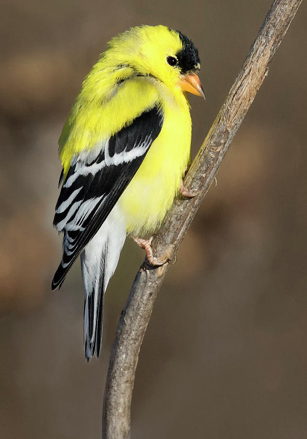 America Goldfinch Glow Photograph by Art Cole