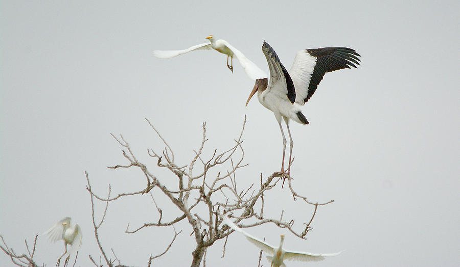 Americal Wood Stork Gets Pat On The Head Photograph