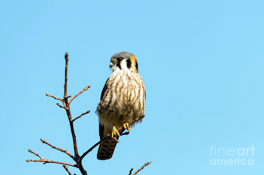 Americam Kestrel Falcon Photograph by Sam Rino
