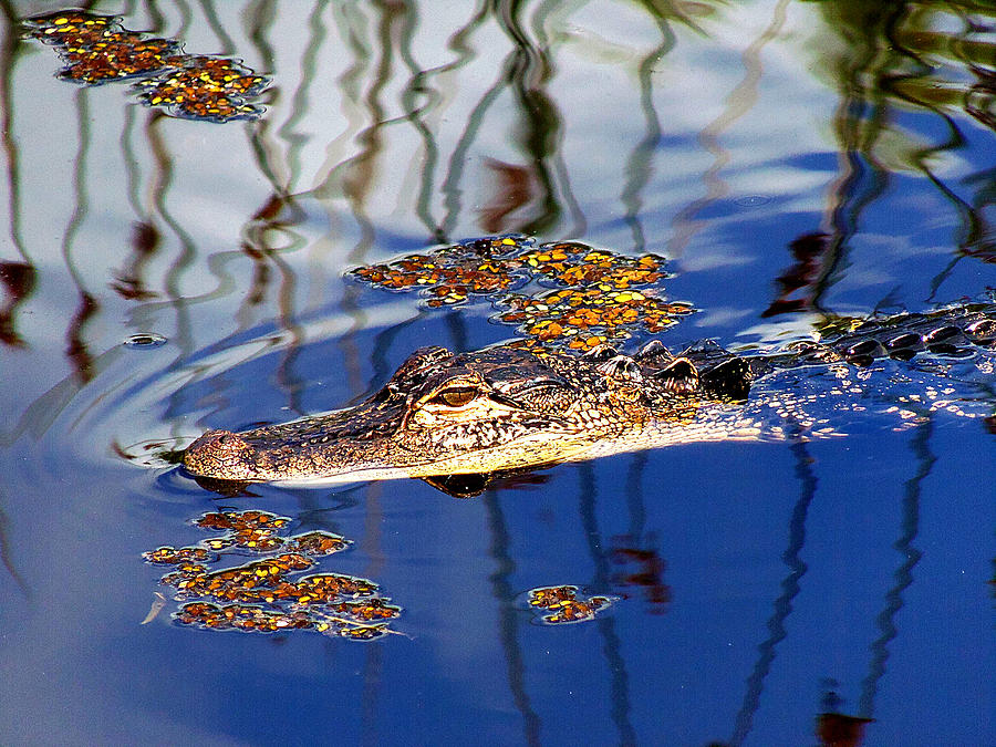 American Alligator 013 Photograph by Christopher Mercer