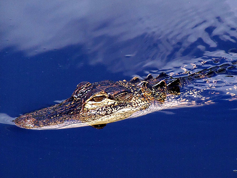 American Alligator 014 Photograph by Christopher Mercer