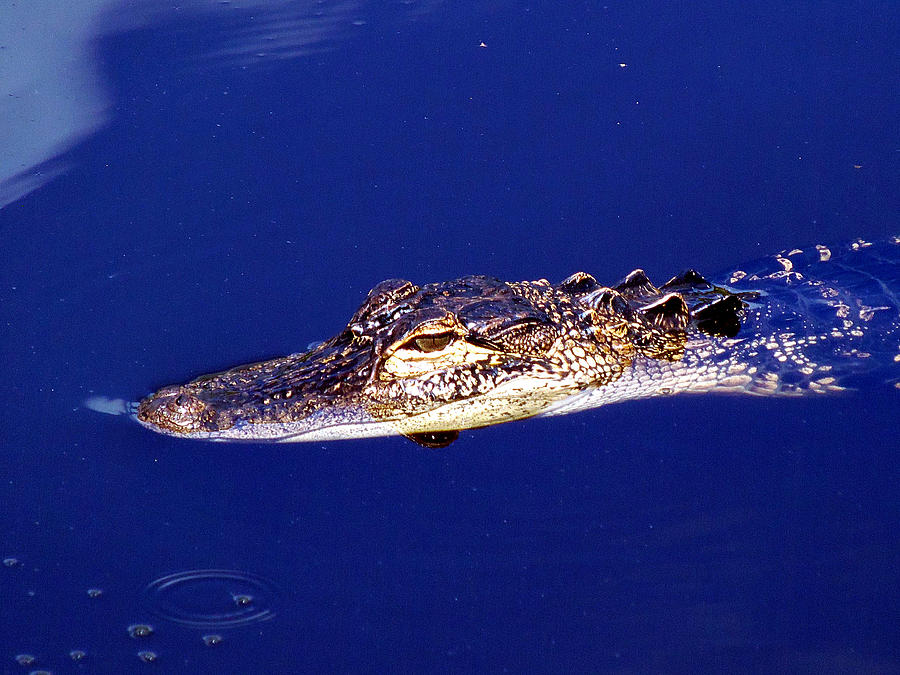 American Alligator 015 Photograph by Christopher Mercer