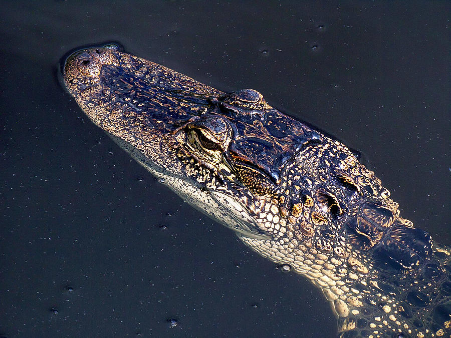 American Alligator 017 Photograph by Christopher Mercer