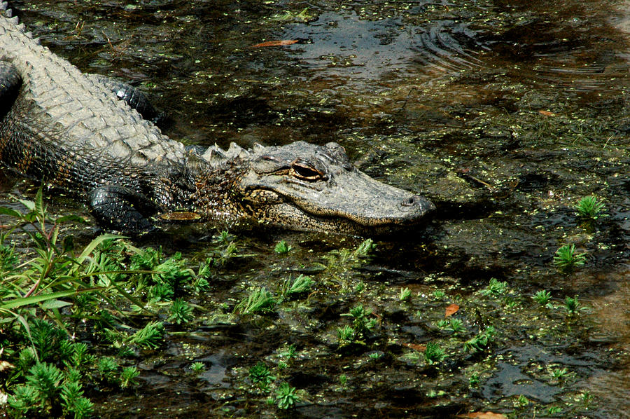 American Alligator 2 Photograph by David Weeks