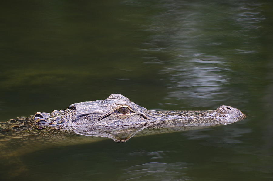 American Alligator Photograph by Aaron Rushin - Fine Art America