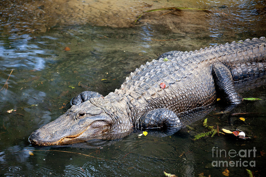 American alligator - Alligator mississippiensis Photograph by Anthony Totah