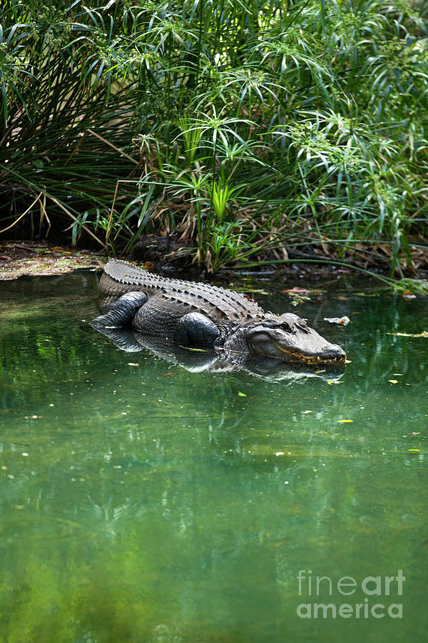 American alligator Photograph by Anthony Totah