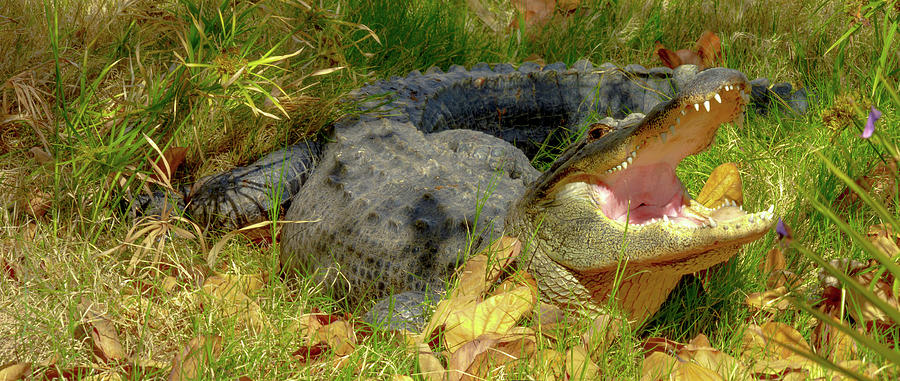 American Alligator Arizona Chapter Photograph by Kimo Fernandez