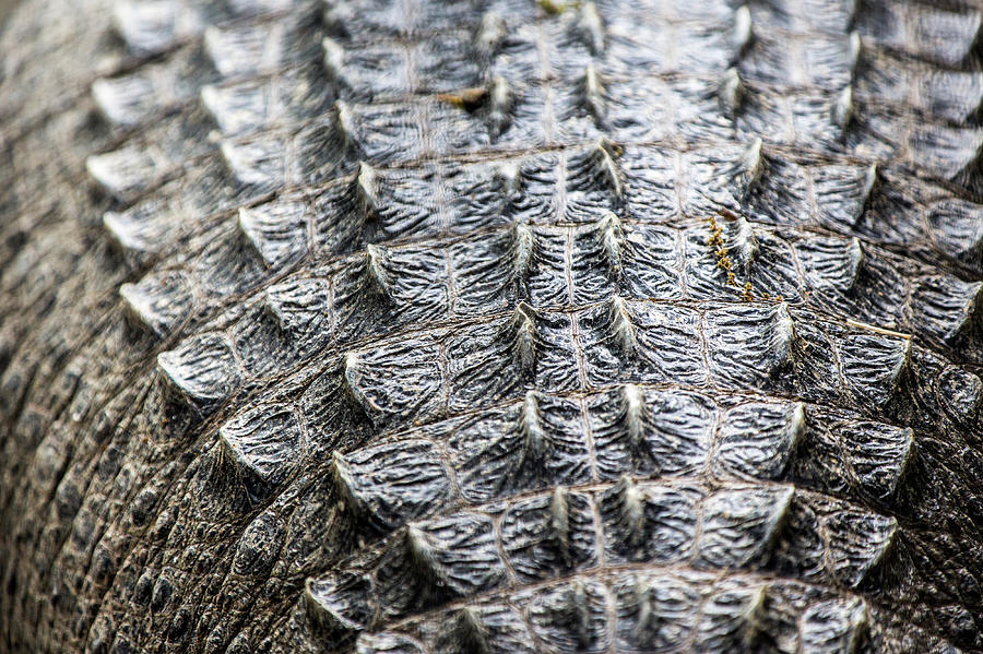 American Alligator Back Scales Photograph by SR Green