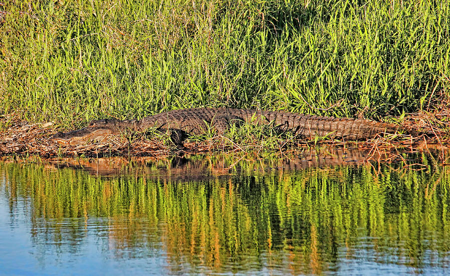 American Alligator Basking In The Sun Photograph by HH Photography of Florida