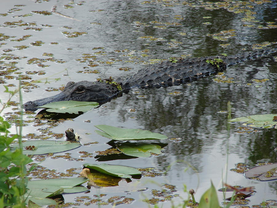American Alligator Photograph by Carl Moore