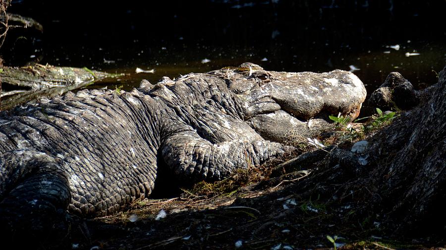 American Alligator Photograph by Carol Bradley