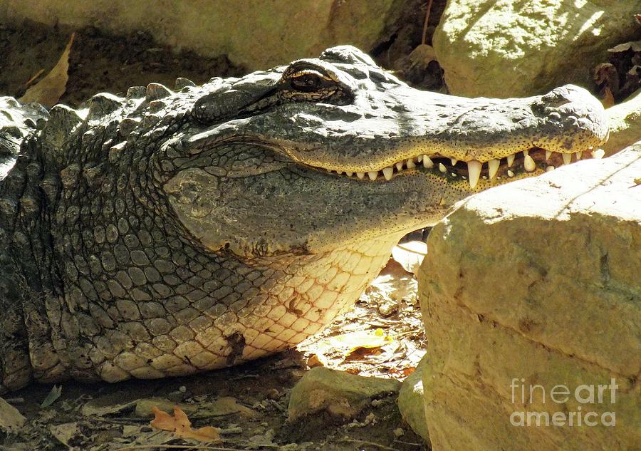 American Alligator Smiling Photograph by Cindy Treger