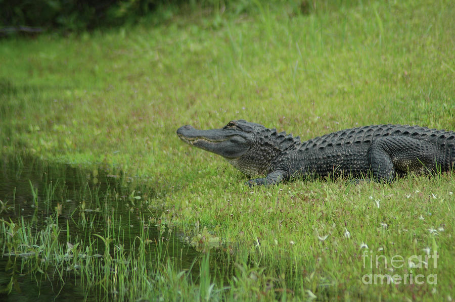 American Alligator  Photograph by Dale Powell
