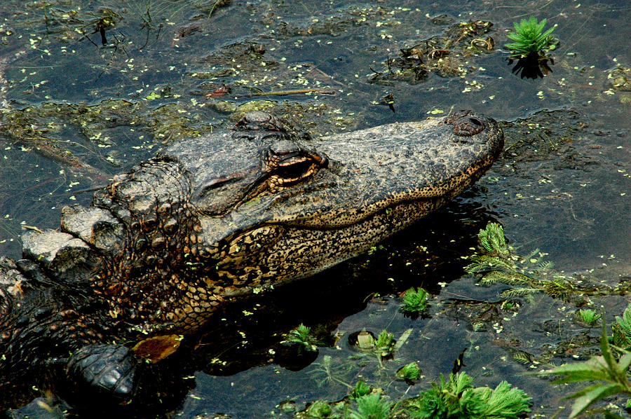 American Alligator Photograph by David Weeks