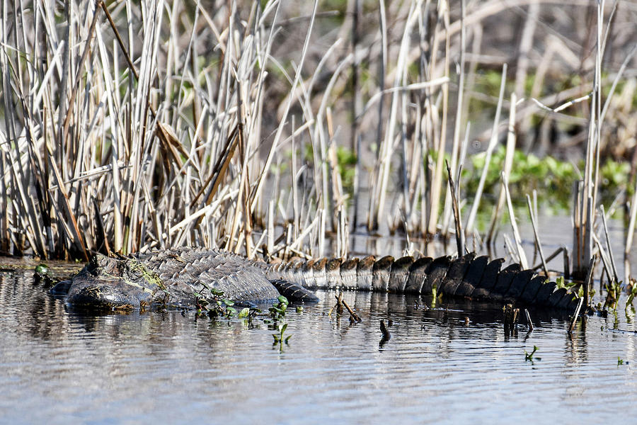 American Alligator Photograph by Gary Wightman