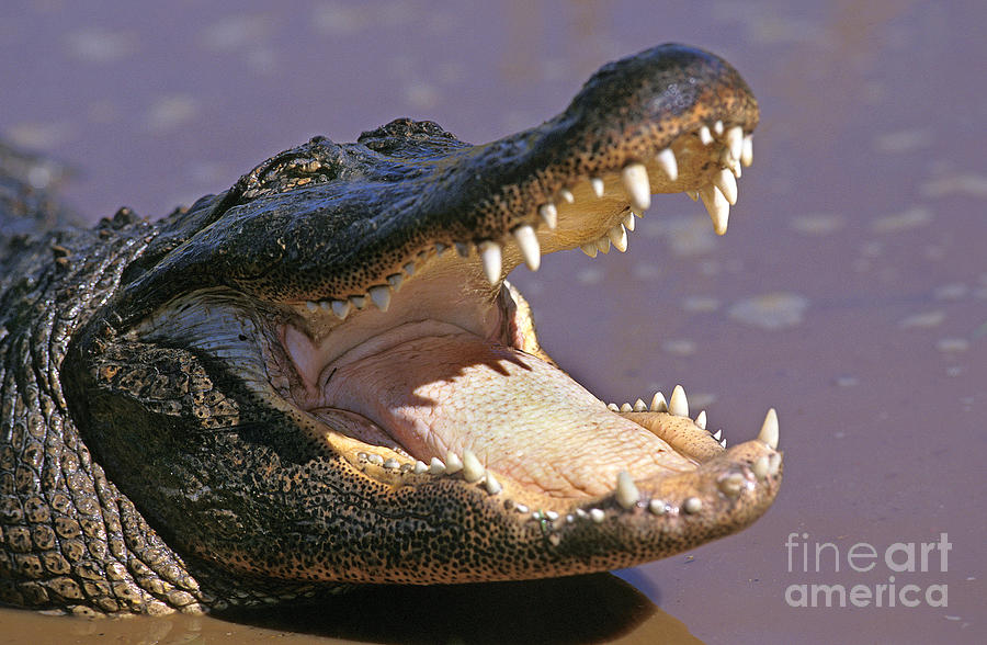 American Alligator Photograph by Gerard Lacz