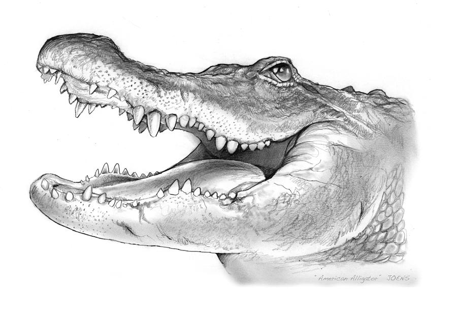 Alligator Drawing - American Alligator by Greg Joens