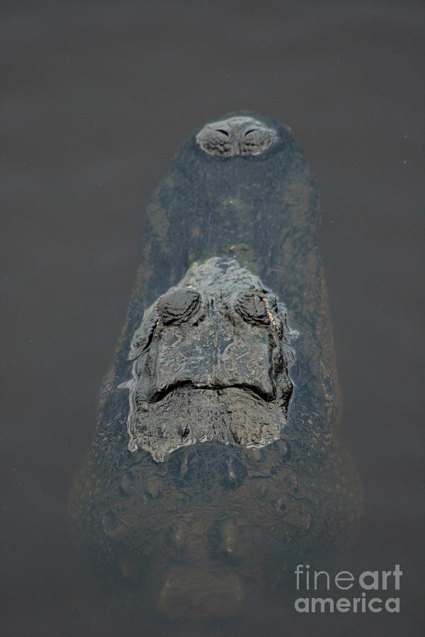 Alligator Photograph - American Alligator Head Shot by Robert Wilder Jr