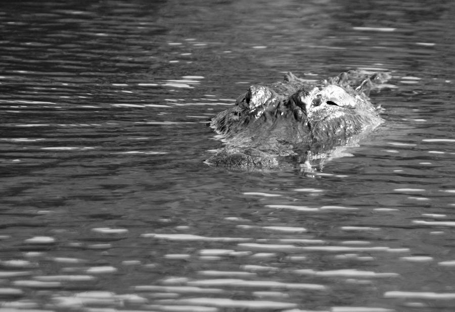 American Alligator in Monochrome Photograph by Robert Wilder Jr