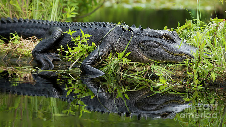 American Alligator in the Wild Photograph by Dustin K Ryan