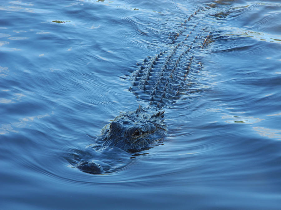 American Alligator Photograph
