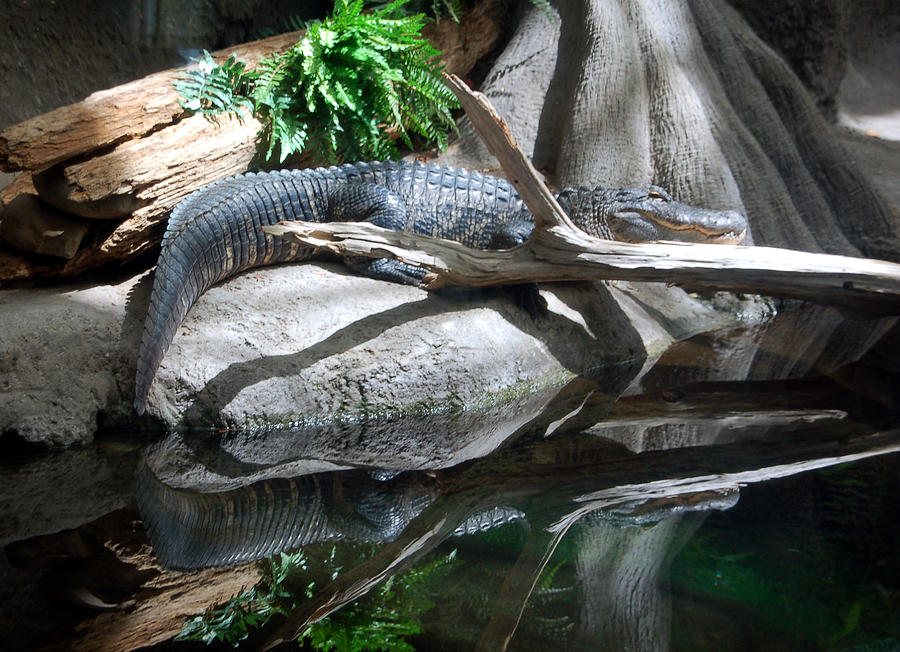 American Alligator Photograph by Kathleen Stephens
