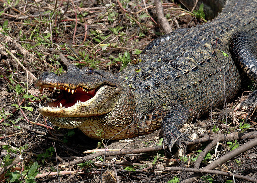 American Alligator Photograph by Nicholas Blackwell