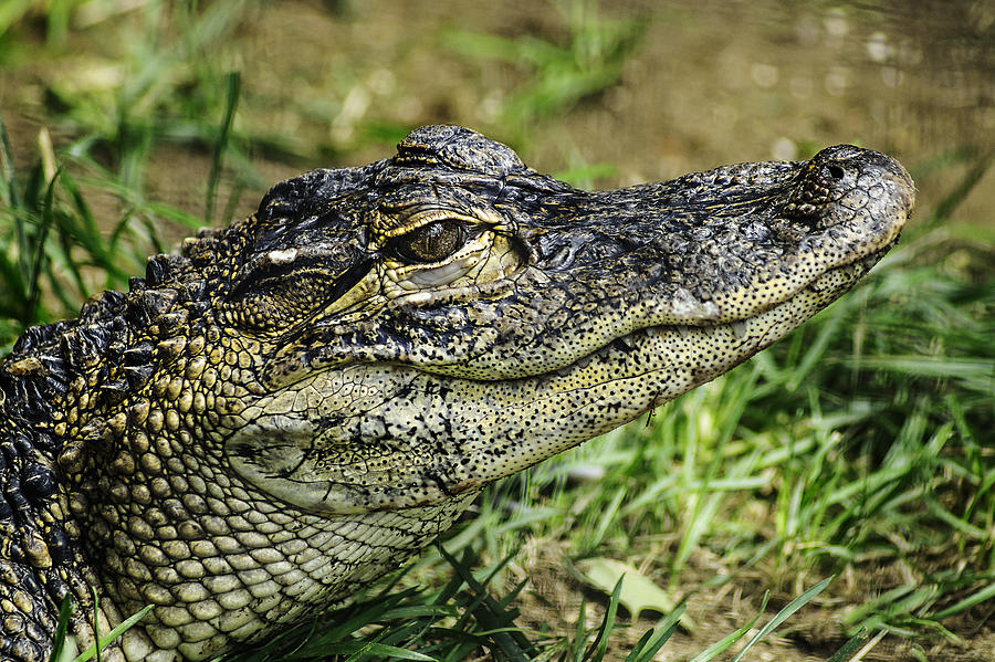 American Alligator Photograph by Nolan Taylor - Fine Art America