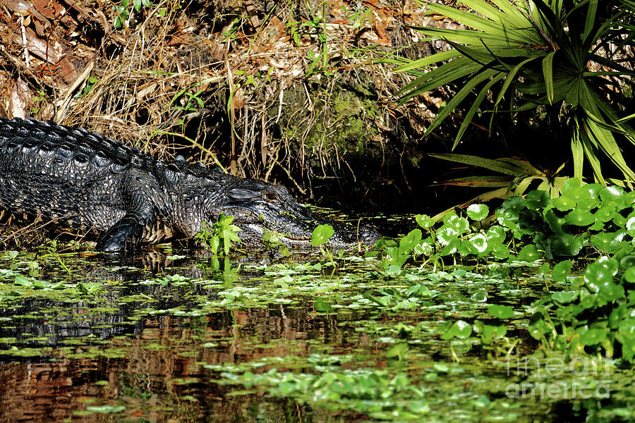 American Alligator Photograph by Paul Mashburn