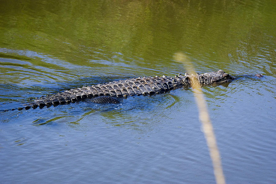 American Alligator Photograph by Robert Brown - Fine Art America