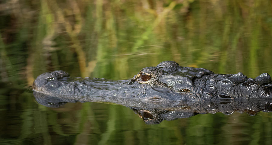 American Alligator Shark Valley Everglades Florida Photograph by Adam Rainoff