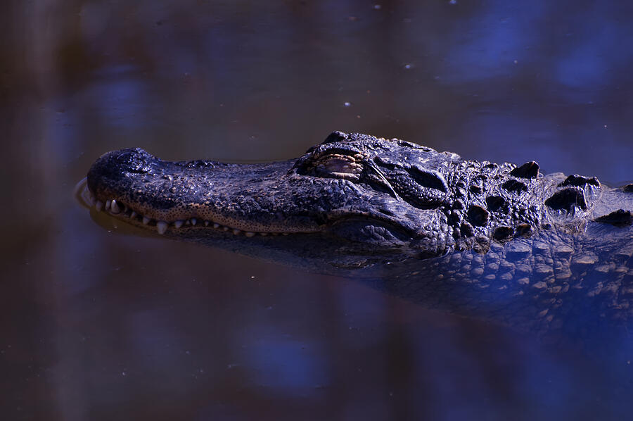 American Alligator sleeping by Flees Photos