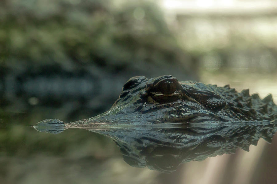 American Alligator Photograph by Travis Rogers
