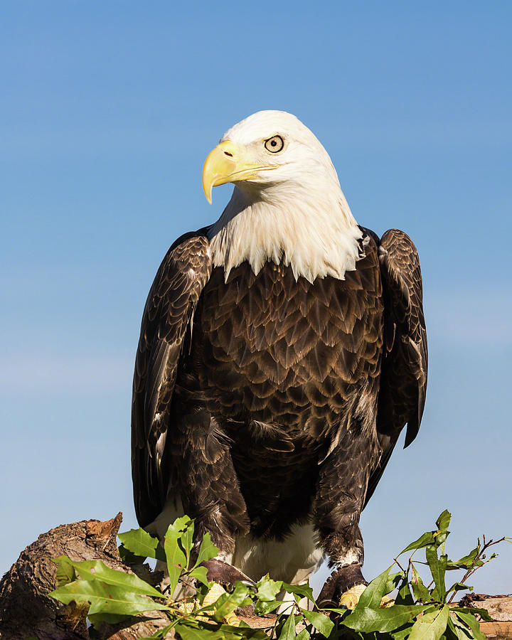American Ambassador Photograph by Dawn Currie