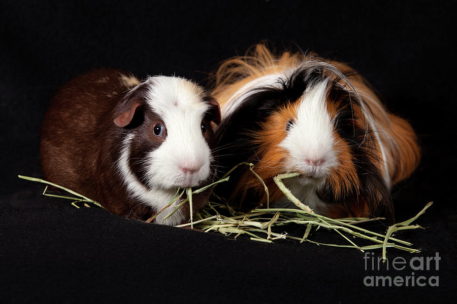American And Abyssinian Guinea Pigs Photograph