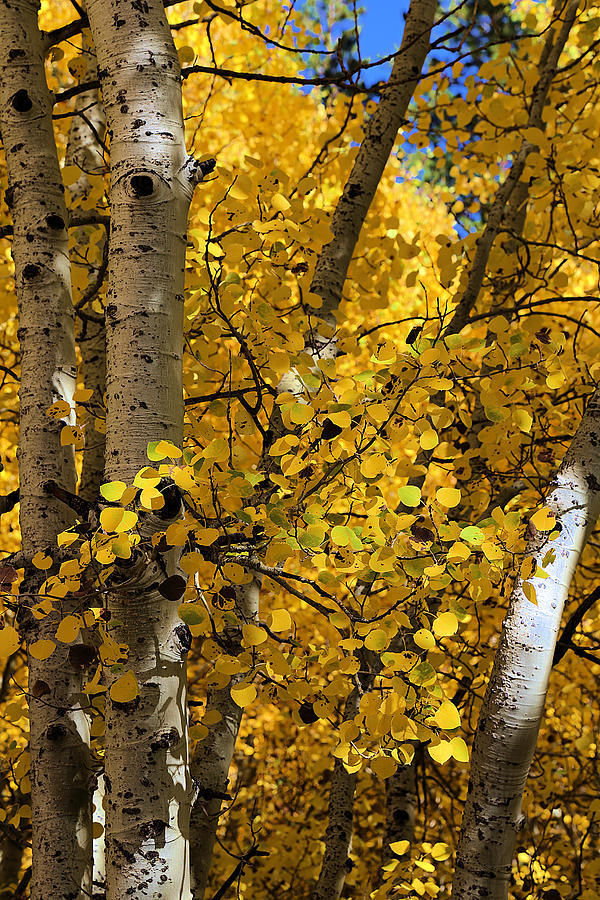 American Aspens Trees In Fall Photograph by Viktor Savchenko