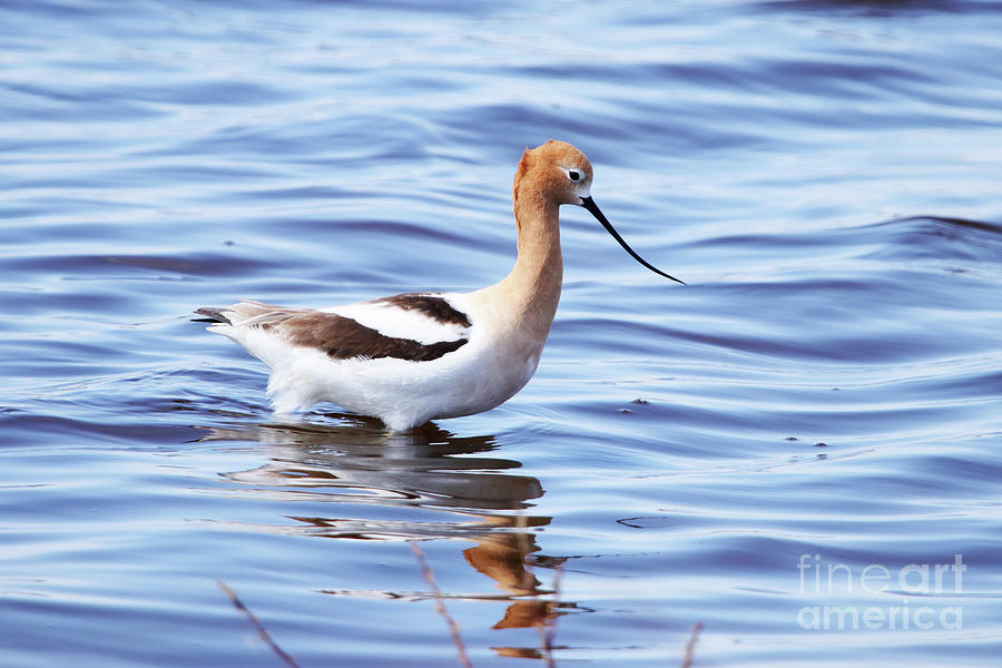 American Avocet Photograph by Alyce Taylor