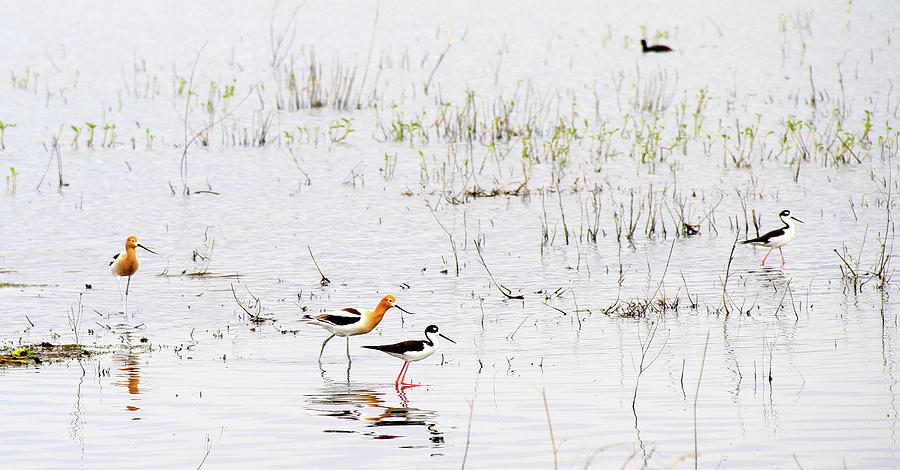 American Avocet and Black Necked Stilt Photograph by Ed Riche