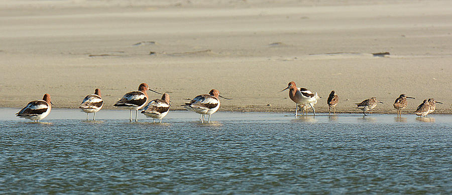 American Avocet and Short-billed Dowitcher Photograph by Alan Lenk